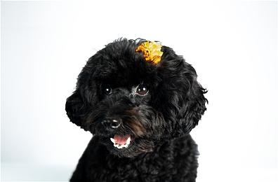 《暗黑4》公测全面开启 你可能需要漫长的排队